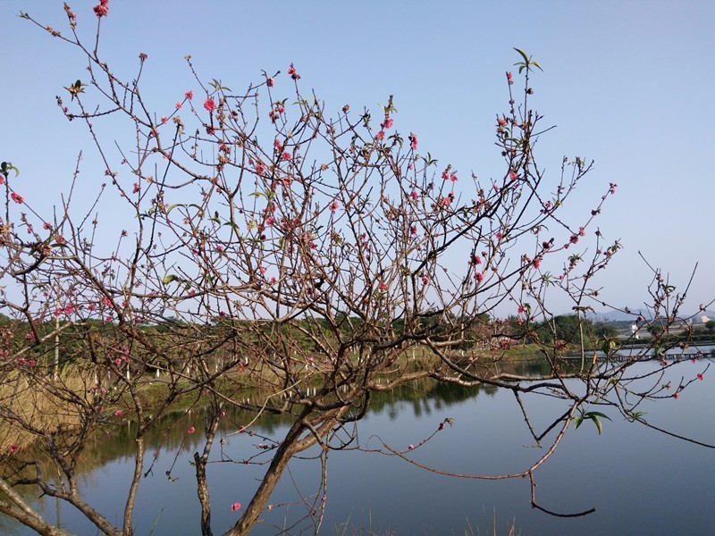 松山湖的桃花林已经提前开了春节可以组队去求桃花运