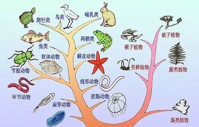 在下图这棵进化树中,左边的枝桠是动物界的进化历程,右边的枝桠是