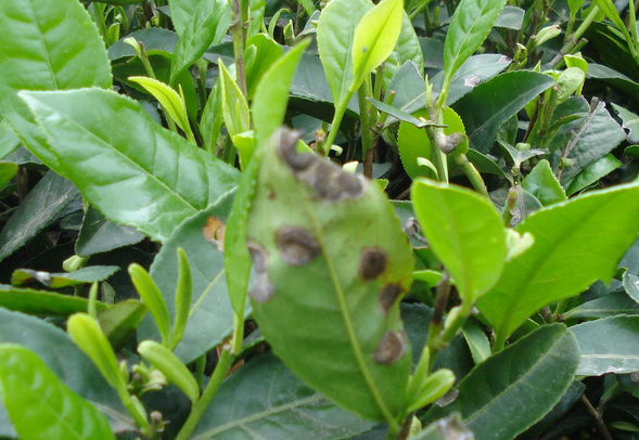 如何防治茶叶叶枯病的出现及防治方法