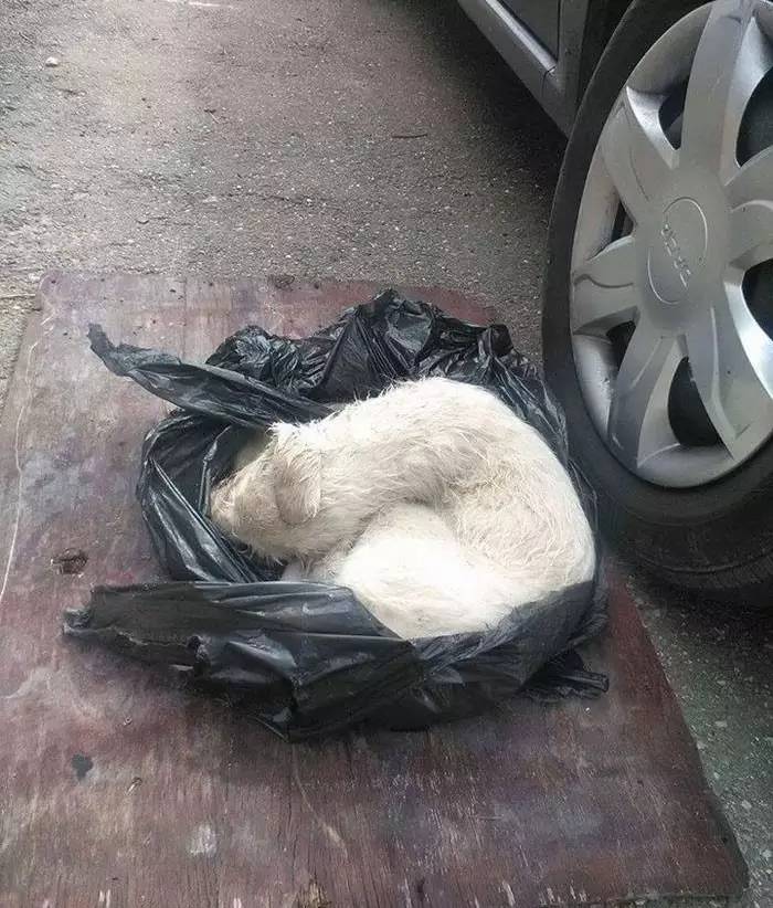 奄奄一息的小狗被绑在塑料袋里,惨状惊呆众人!