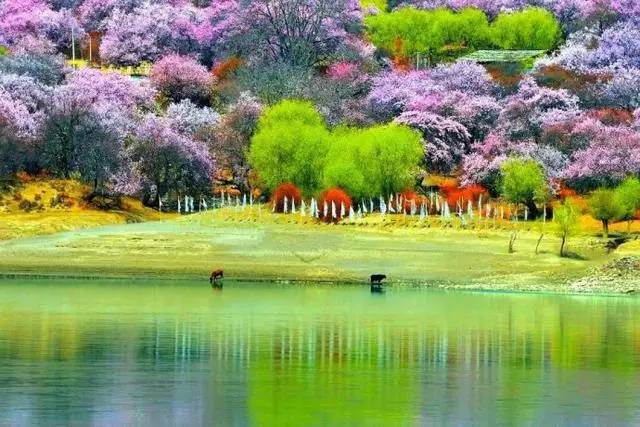 成片的粉红桃花,碧绿的青稞田,美丽的藏民居和湾湾的河流构成一副仙境