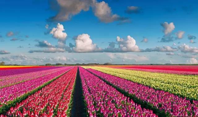 过了春节,荷兰的花就要开好啦,探访世界上最美