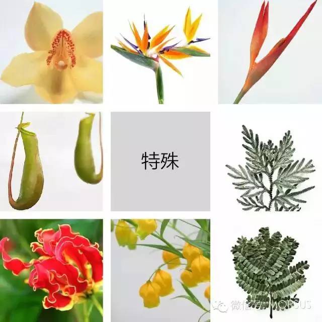 在花艺设计上,常使用团状花作为填补