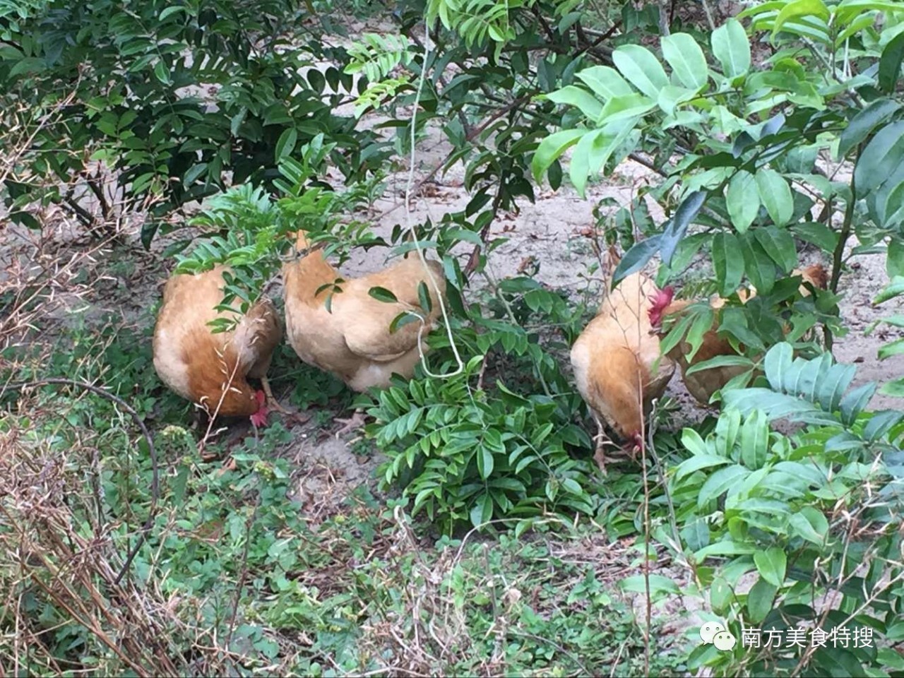 大年节大年夜饭吃什么？广东名中医为你量身定制八大好菜