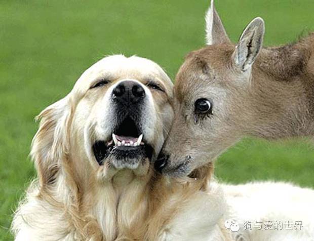15张图告诉你,狗狗的爱可以跨越任何物种(家有小狗的人最懂!