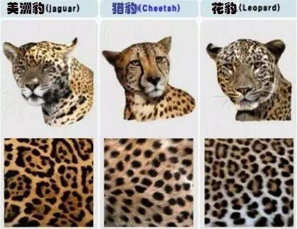 其中美洲豹和花豹最容易被混淆 花豹图更像狮子 美洲豹头更大与虎