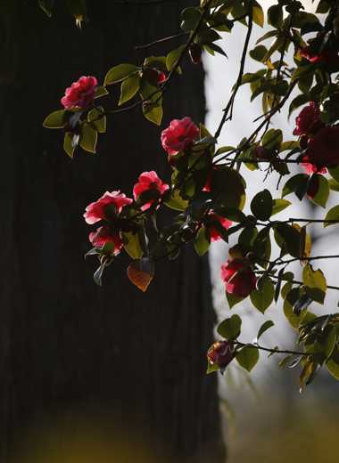 腾冲春节旅游攻略:岁寒无凋零 茶花正傲娇