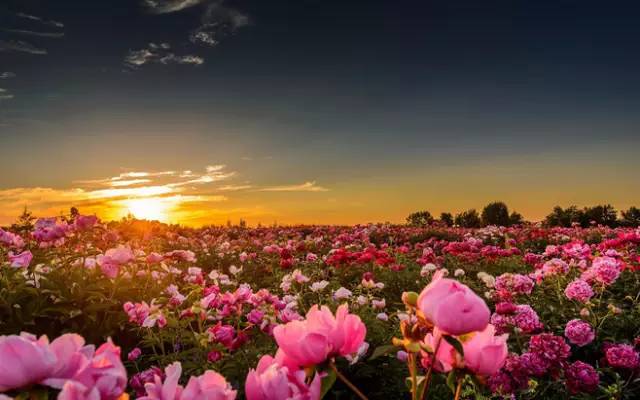 上帝的后花园缀满玫瑰,于是保加利亚就有了世界上最著名的玫瑰,这其中