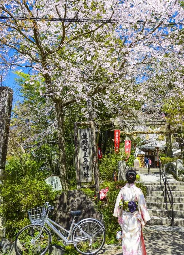 2017年日本看樱花哪里好?