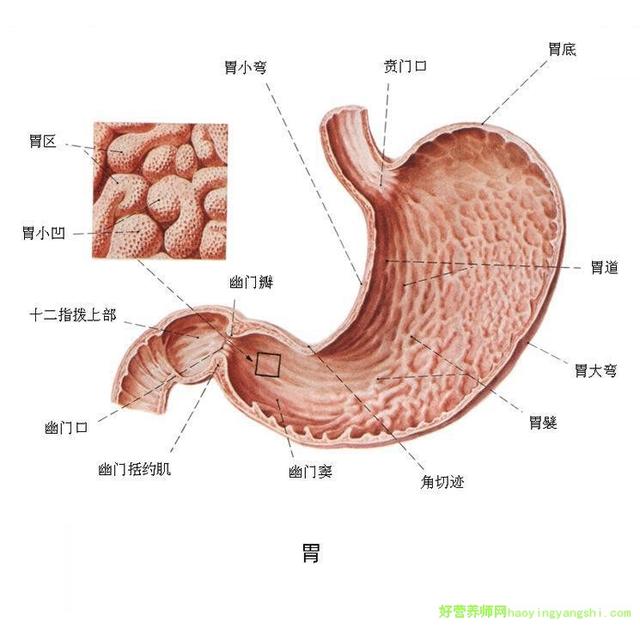 胃的结构图