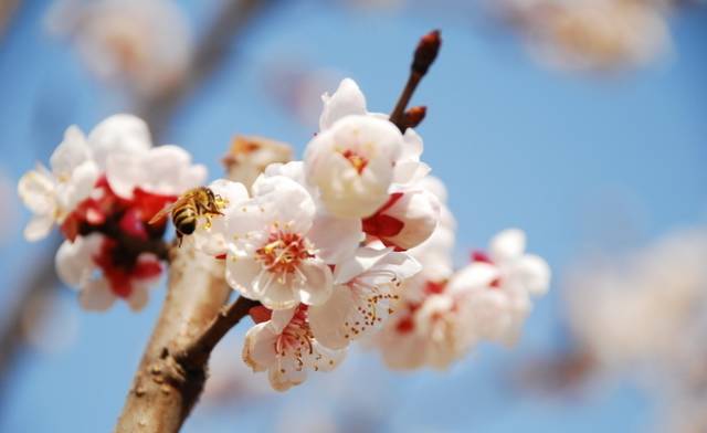 凤凰沟"梅花节"