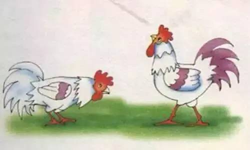 什么鸡的成语_鸡狗三个鸡蛋什么成语