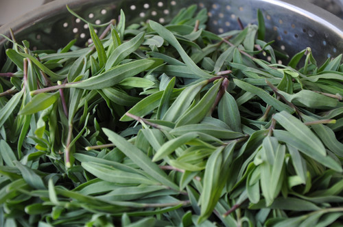 小小"蚂蚱菜",既能软化血管,又能延年益寿