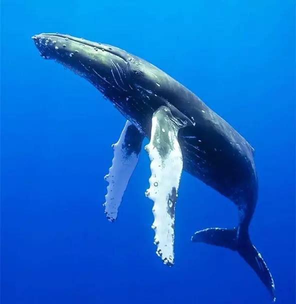 世界上最孤独的鲸_世界上最孤独的鲸鱼Alice