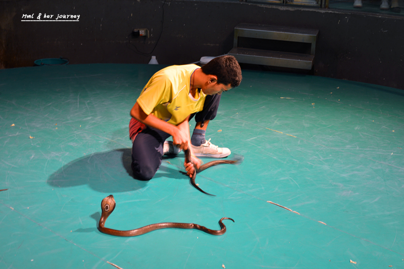全球最著名的卖蛇药的地方 泰国皇家毒蛇研究