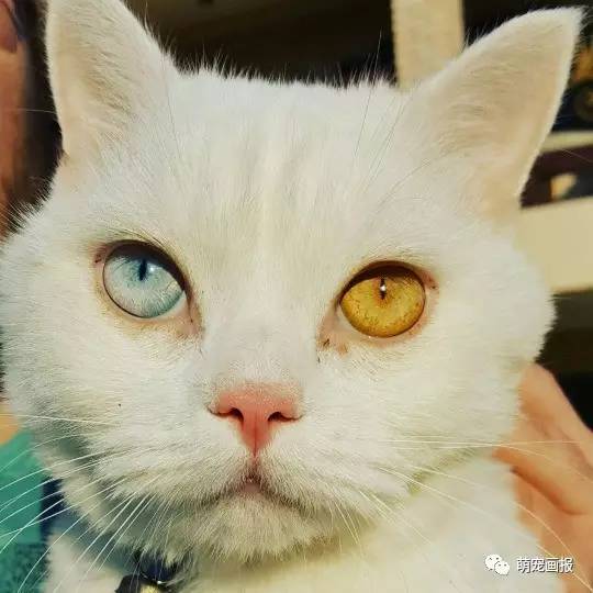 美丽的异色瞳猫咪,好像宝石一样