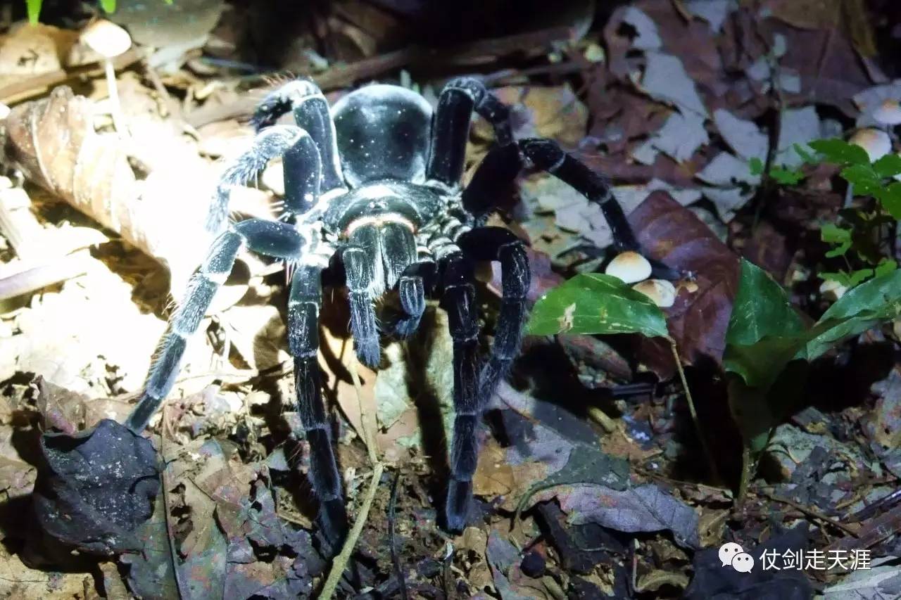 这家伙有一个威武又让人恐惧的名字-----亚马逊巨人食鸟蛛.