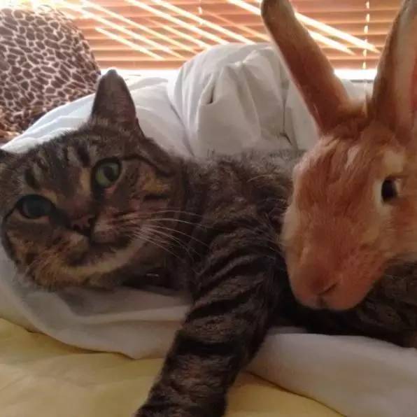 这只猫咪和巨型兔竟成了好姐妹，天天腻歪在一起