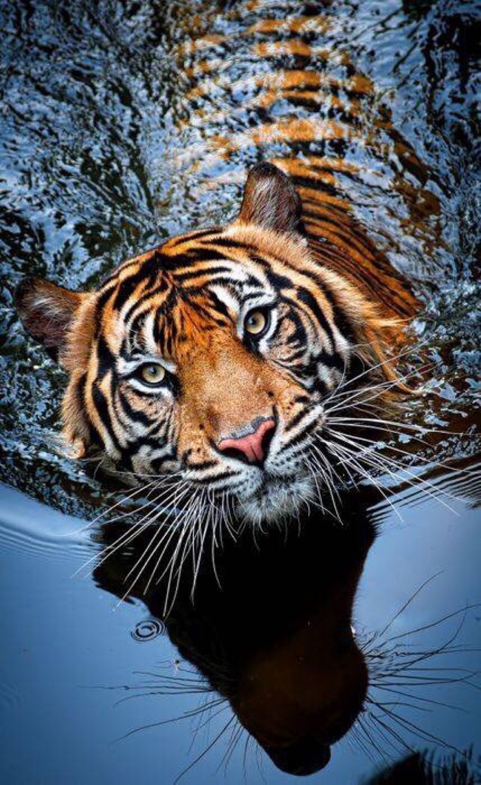 广西老虎500年往事 当年虎吃人 而今人吃虎