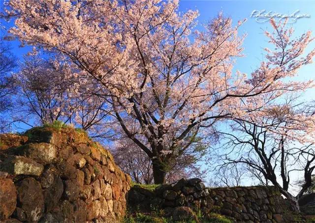 忠元公園忠元公園里绵延2公里的樱花大道两侧种植了数千株樱花树
