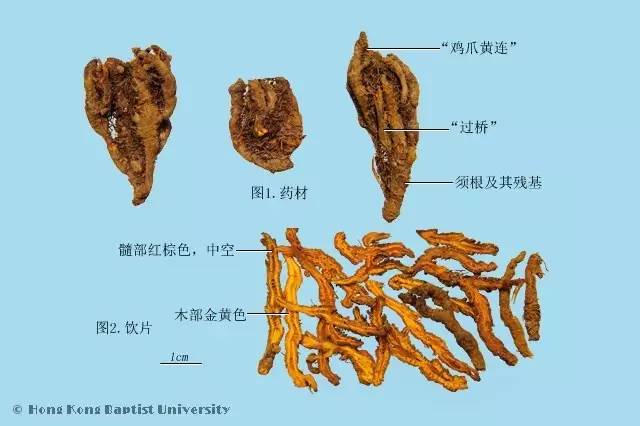 chinensis味连的干燥根茎,商品规格.