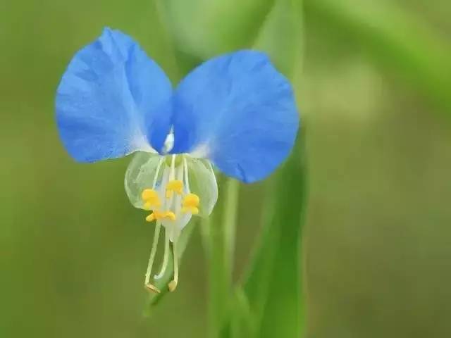 宋代杨巽斋在《咏碧蝉花》里描绘到"扬葩簌簌傍疏篱,薄翅舒青势欲飞