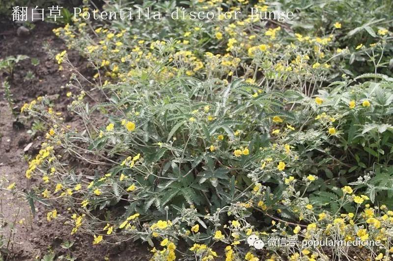 带你开眼:中草药贺"鸡"年