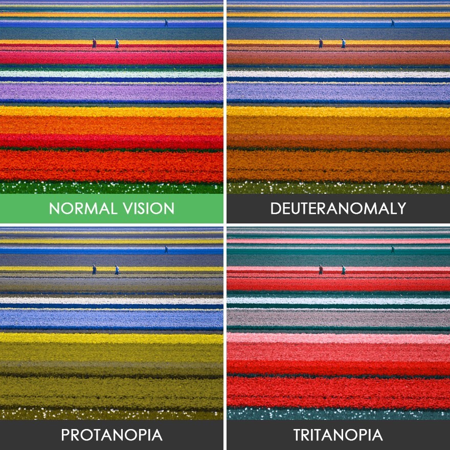色盲患者眼中的世界是什么样的?