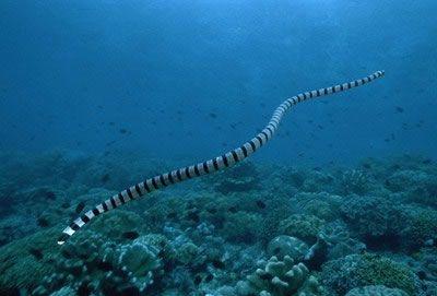 no10,海蛇:毒性通常是陆地蛇类的十倍乃至千倍,但很少有机会攻击到