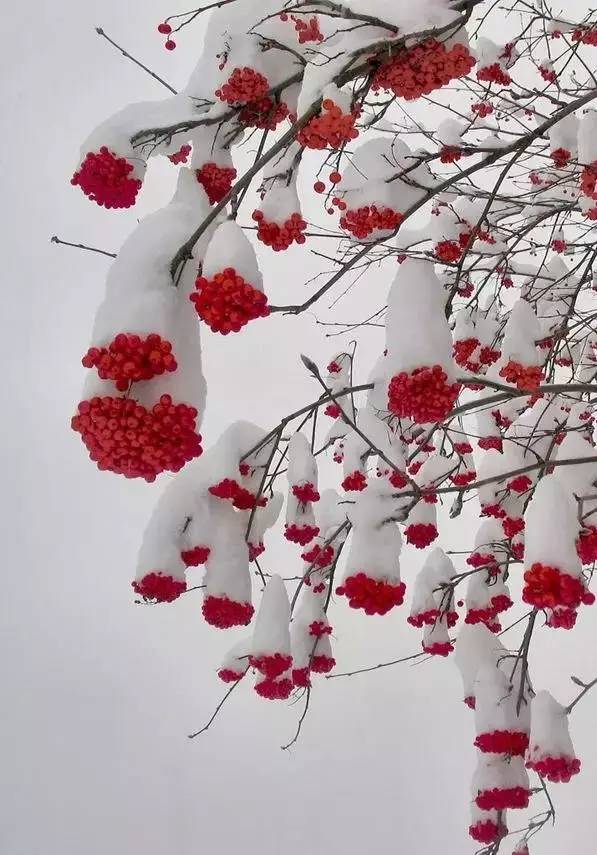 难得一见的雪中花,美到心醉!