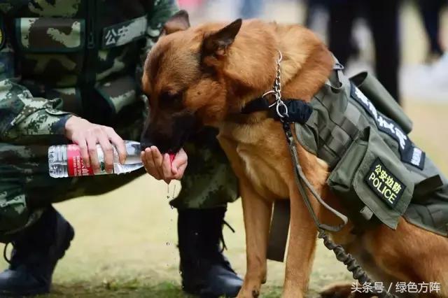 暖心:警犬走累了要休息要抱抱,兵哥怎么哄?