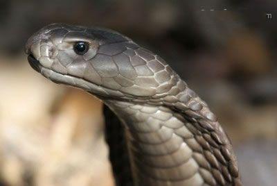 no8,非洲红射毒眼镜蛇:每次喷射的毒液可达6.2毫升,可以杀死20个人.