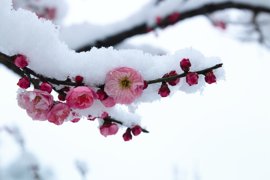 每当瑞雪压枝,梅花怒放之时,轻摇梅枝雪花飞舞,诗云:"梅须逊雪三分白