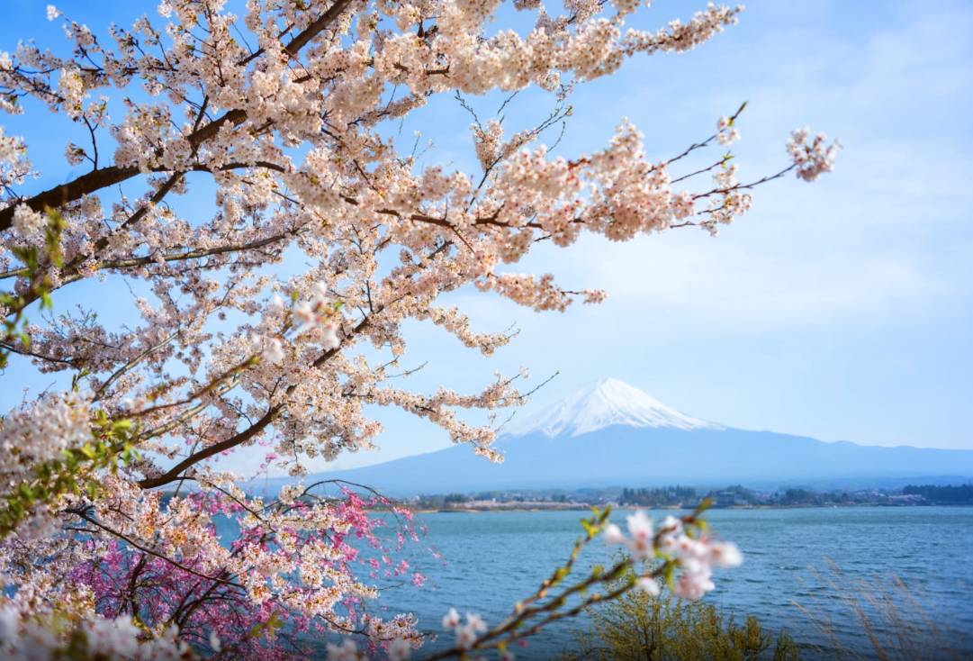 游览富士山五合目,从这里观看富士山几乎伸手可及.