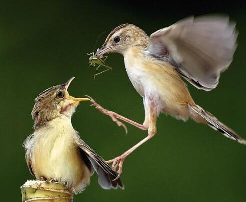 鸟妈妈叼着小虫子飞过来,饥饿的小鸟们是这反应!