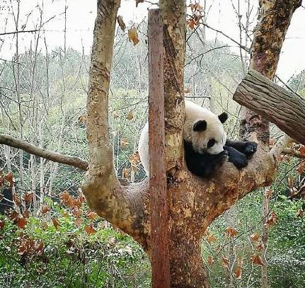 图中有树树上还有鱼还人猜成语_看图猜成语(2)