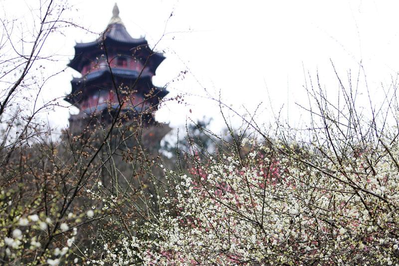 立春赏梅正当时!绍兴最美梅花林全在这儿,请收好