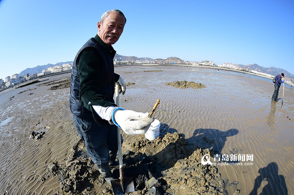 竹蛏子白蛤喇海蛎子啥都有!春节,青岛还流行赶海(组图)