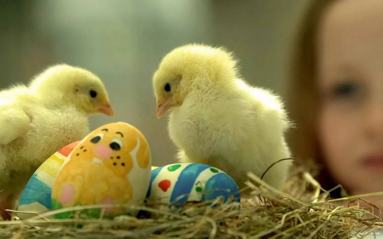 怎样养小鸡成活率最高？ —【发财农业网】
