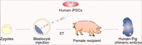科学家首次培育出人猪嵌合体胚胎!