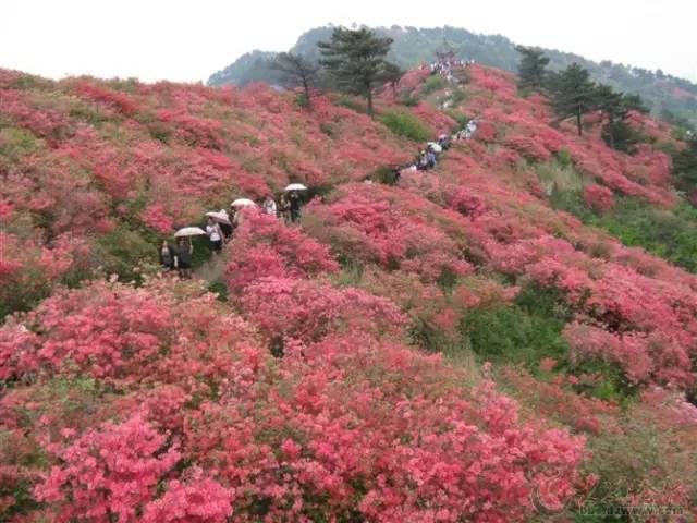 还去日本看樱花?!广东30000株樱花圣地,已花开