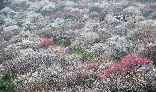 2月10日,第二十一届苏州太湖梅花节即将盛大开幕!