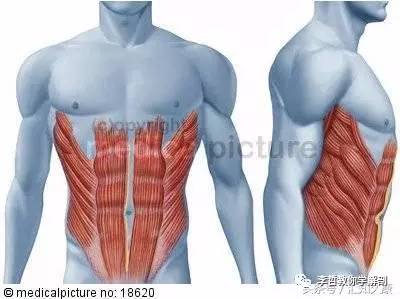 下背痛系列(6)---腹部肌肉是腰椎保护的核心成员-搜狐