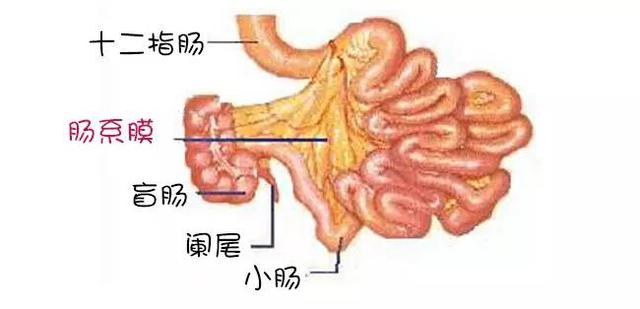 肠系膜静脉血栓是一