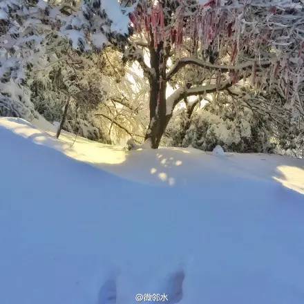 word天！你还在赏雪？四川这些地方竟然已经看油菜花了，一起感觉初春气味！