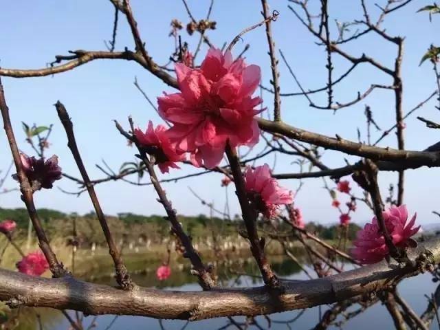 必看来松山湖看桃花一定要注意这些事情