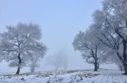 word天！你还在赏雪？四川这些地方竟然已经看油菜花了，一起感觉初春气味！