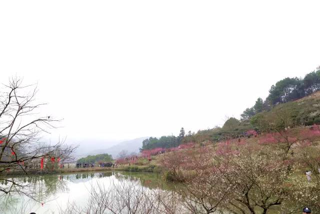 吸引了万千游客前来赏梅寒香扑鼻第二届萧山进化吉山梅花节开幕