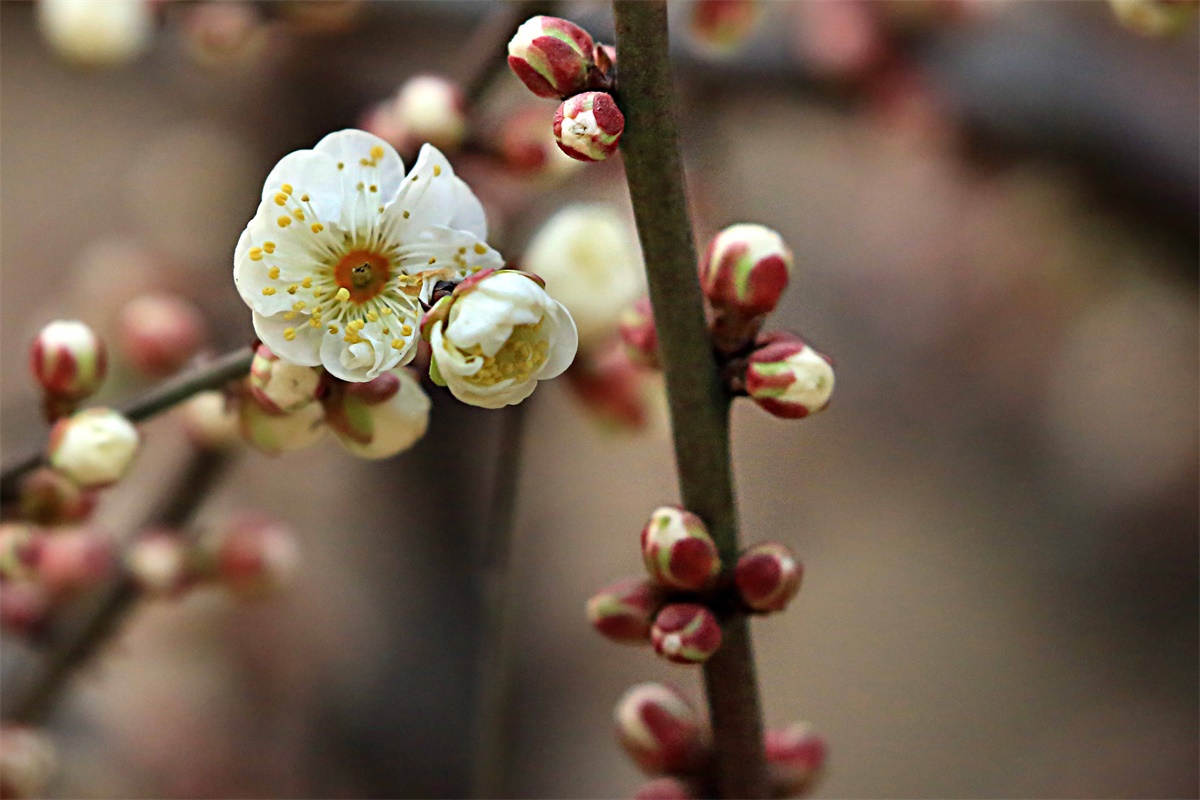 蜡梅与梅花有什么区别?究竟是"腊"还是"蜡"?