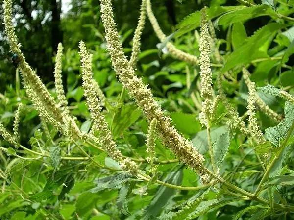 这些以"鸡"为名的植物你认识几个?